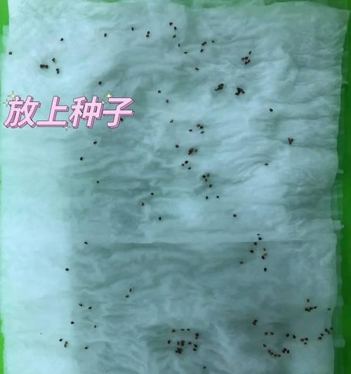 苦楝木种子催芽方法是什么？需要多长时间才能发芽？
