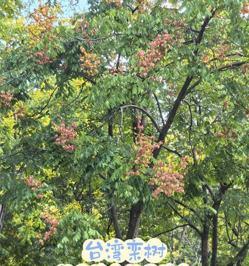 苦楝木种子催芽方法是什么？需要多长时间才能发芽？