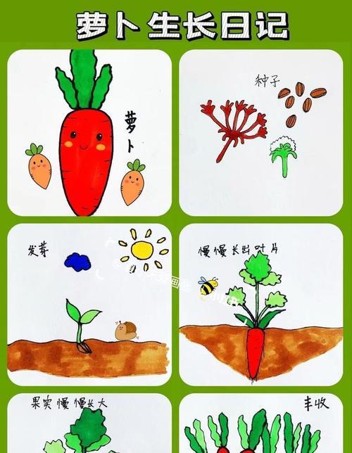 胡萝卜种子催芽的最佳方法是什么？步骤和注意事项有哪些？