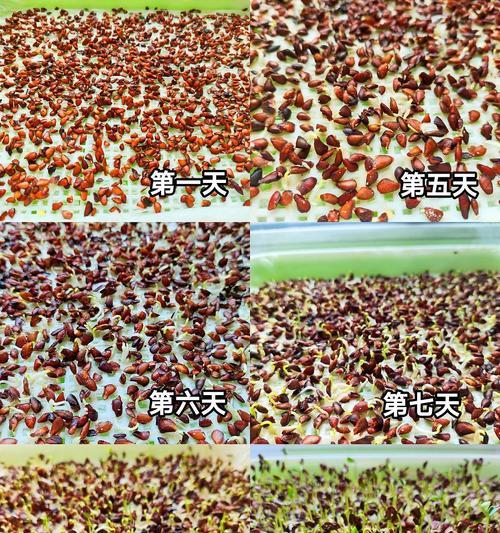 胡萝卜种子催芽的最佳方法是什么？步骤和注意事项有哪些？