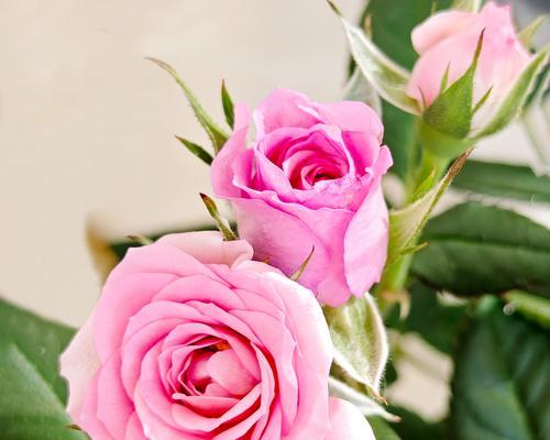 104朵花代表什么含义？104朵花的寓意是什么？