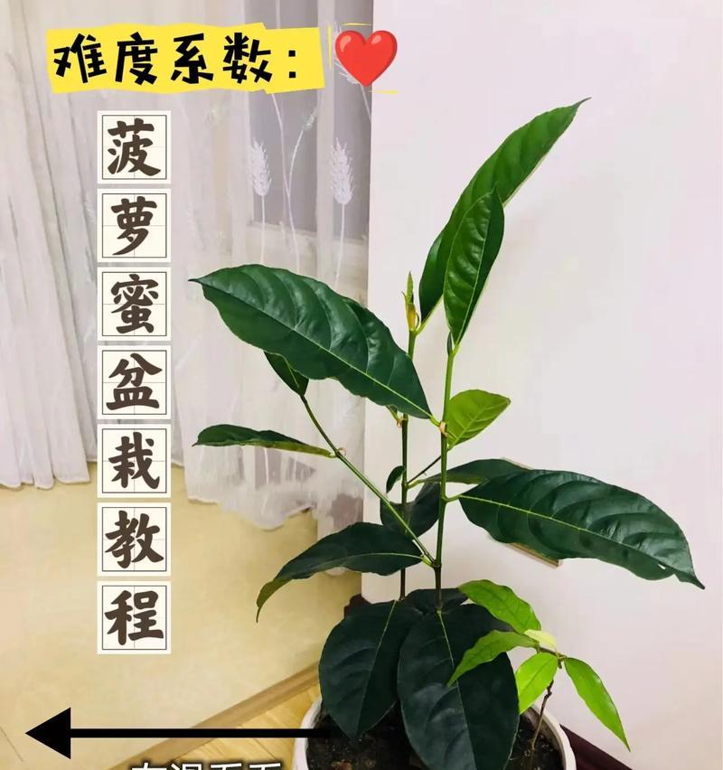 菠萝蜜催芽方法是什么？如何提高发芽率？
