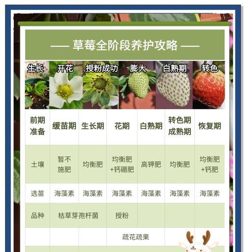 草莓种植方法田地怎么种？如何确保高产丰收？