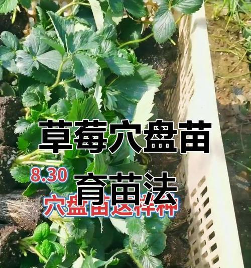 草莓怎么种植？草莓种植方法有哪些常见问题？