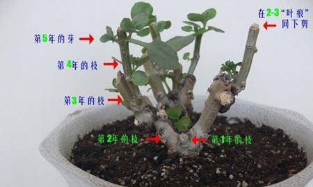 叶剑兰修剪枝条的最佳时机是什么时候？步骤有哪些？