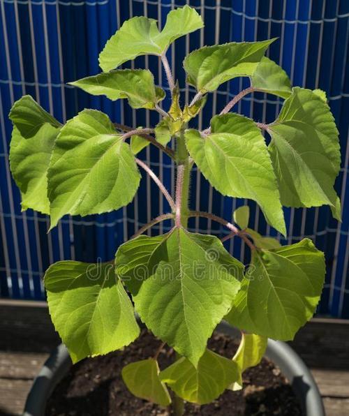 罐罐太阳花种植方法是什么？如何确保成活率高？