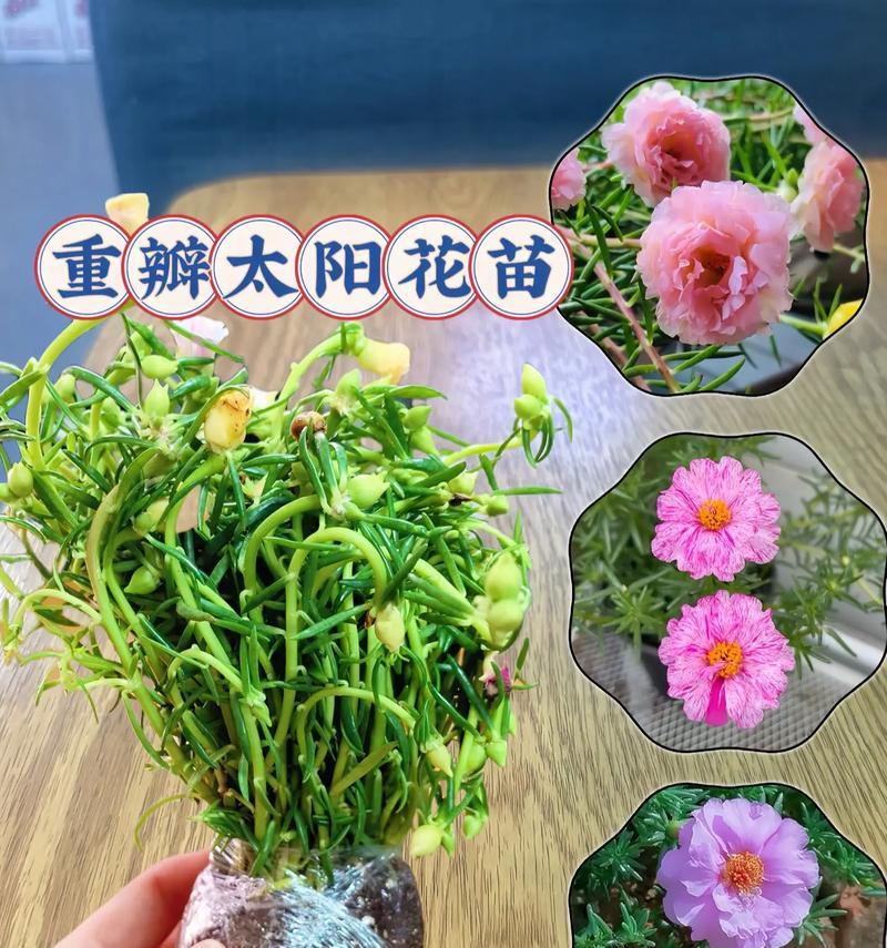 罐罐太阳花种植方法是什么？如何确保成活率高？