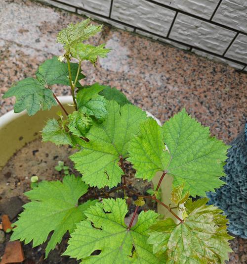 葡萄保湿催芽法有效吗？具体操作步骤是什么？