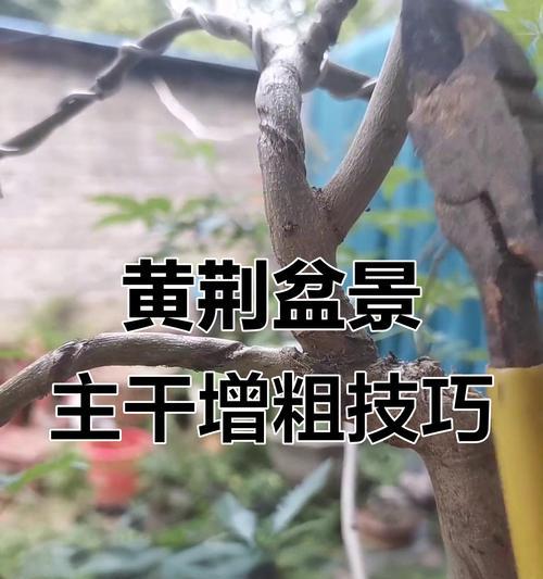 掌上盆景修剪枝条的正确方法是什么？修剪后如何护理？