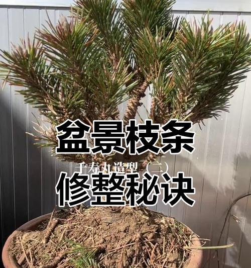 掌上盆景修剪枝条的正确方法是什么？修剪后如何护理？