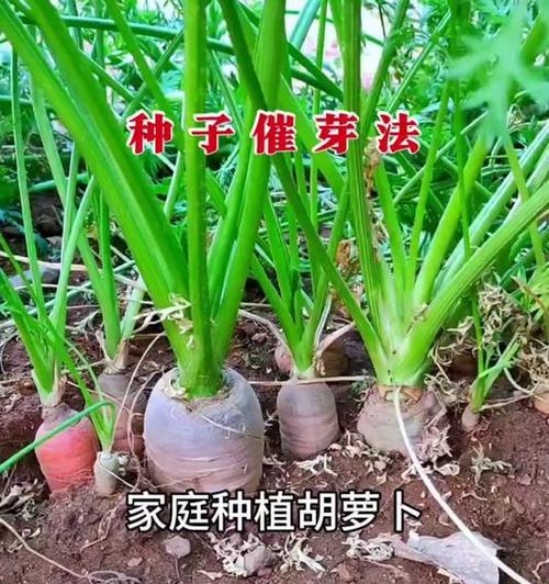 催芽太久的种子如何正确种植？种植后需要注意什么？