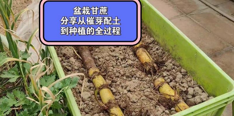 催芽太久的种子如何正确种植？种植后需要注意什么？