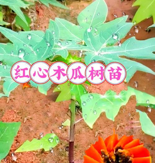 木瓜种植方法有哪些？如何确保木瓜健康成长？