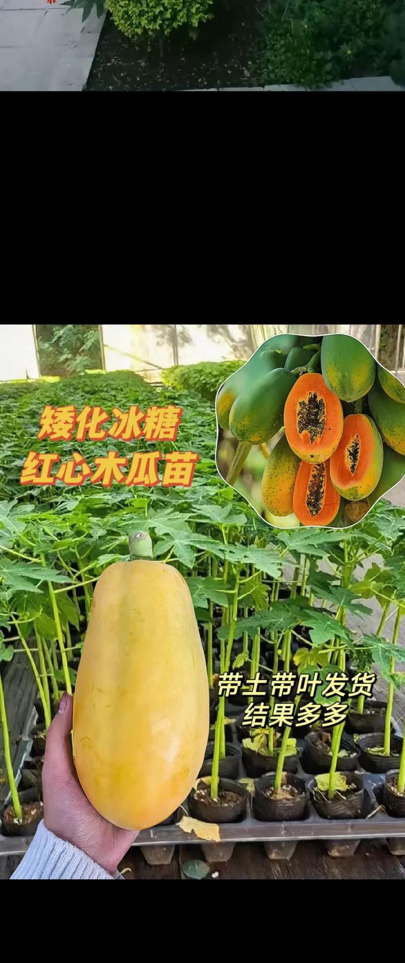 木瓜种植方法有哪些？如何确保木瓜健康成长？