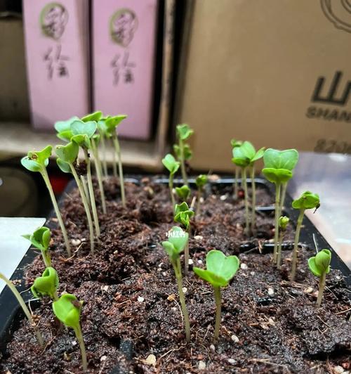 樱桃萝卜催芽方法是什么？需要多长时间？
