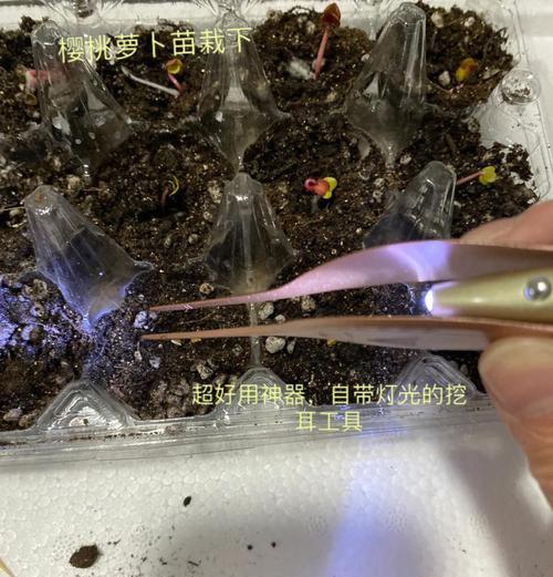 樱桃萝卜催芽方法是什么？需要多长时间？