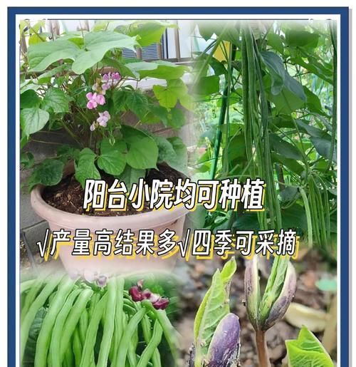 豆角种子怎么种植方法？步骤和注意事项是什么？