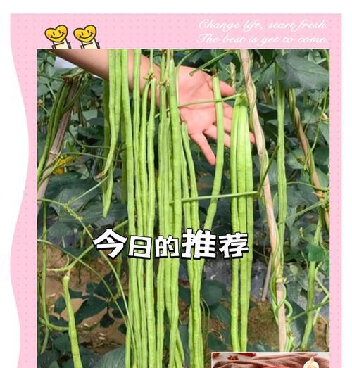 豆角种子怎么种植方法？步骤和注意事项是什么？