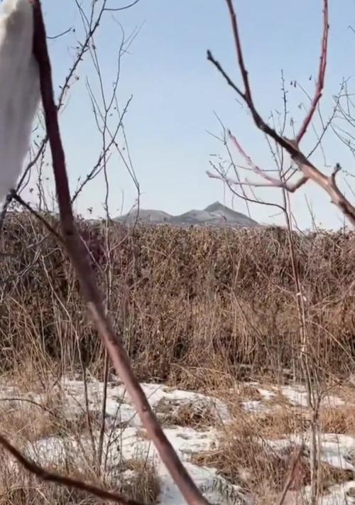 开心杏树修剪枝条的最佳时机是什么时候？修剪后如何促进生长？