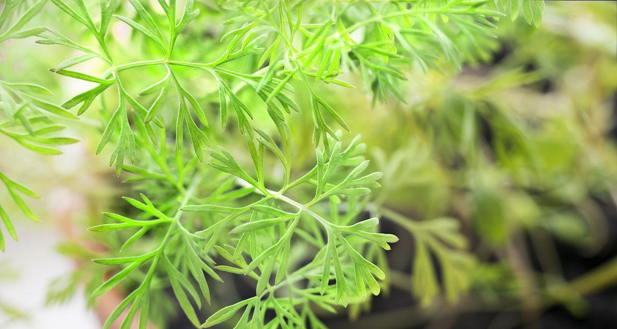 小叶茴香催芽方法是什么？需要多长时间才能发芽？