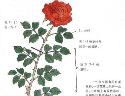 月季修剪枝条的最佳时机是什么时候？修剪后如何护理？