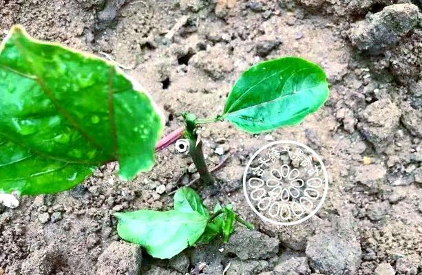 百香果种植方法有哪些？如何正确种植百香果？