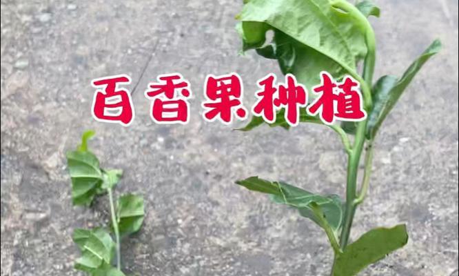 百香果种植方法有哪些？如何正确种植百香果？