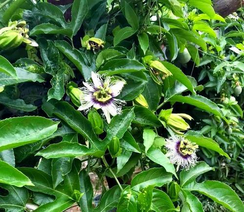 百香果种植方法有哪些？如何正确种植百香果？