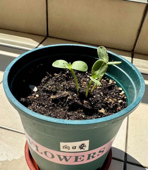 葵花籽种植方法有哪些步骤？如何确保高产？