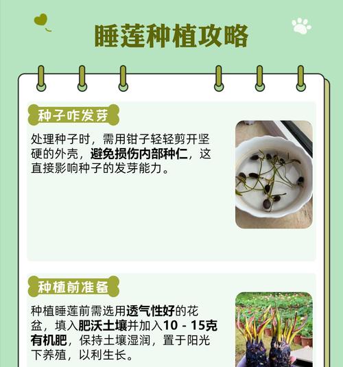莲花籽催芽保存方法是什么？步骤和注意事项有哪些？