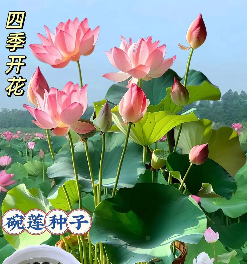莲花籽催芽保存方法是什么？步骤和注意事项有哪些？