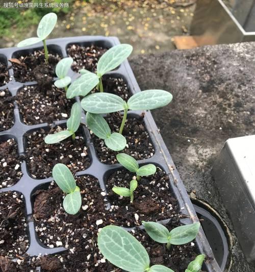 移栽树苗催芽的最佳方法是什么？如何确保树苗快速发芽？