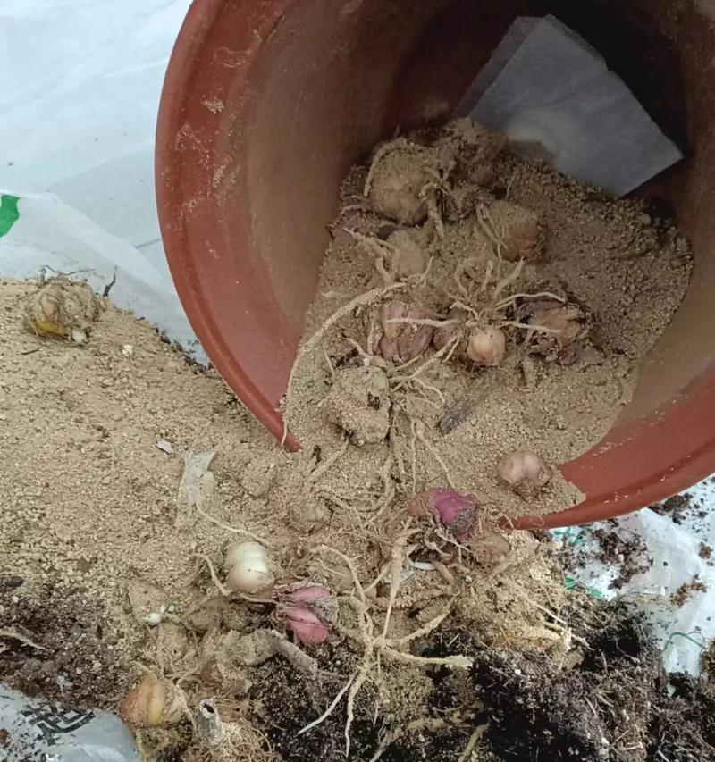种球催芽方法是什么？需要多长时间才能发芽？