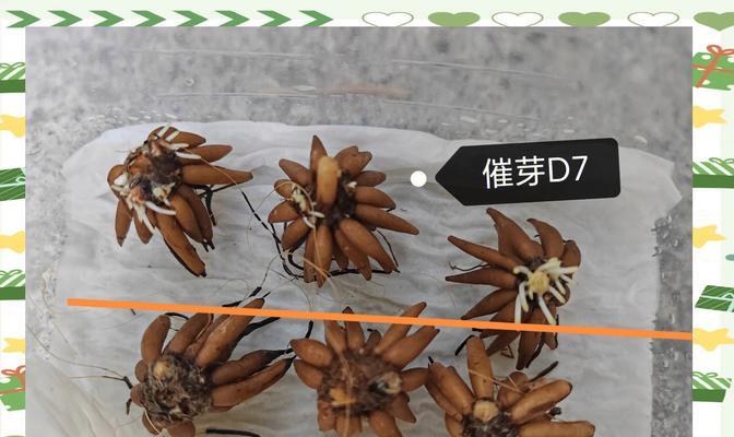 种球催芽方法是什么？需要多长时间才能发芽？