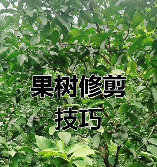 桃树李树修剪枝条的最佳时机是什么时候？修剪后如何管理？