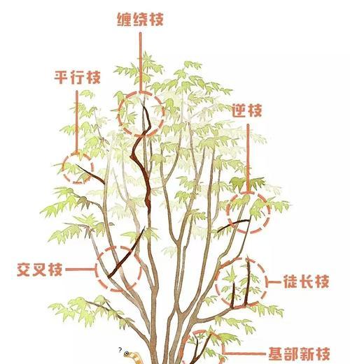 桃树李树修剪枝条的最佳时机是什么时候？修剪后如何管理？