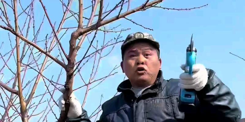 桃树李树修剪枝条的最佳时机是什么时候？修剪后如何管理？