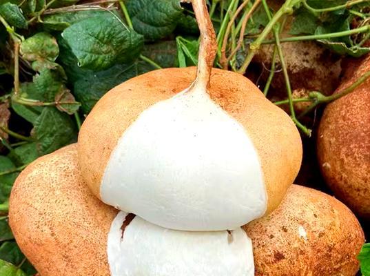 凉薯催芽方法有哪些？如何快速让凉薯发芽？