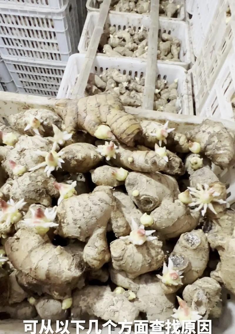 老桩局部催芽遇到问题怎么办？有效的方法有哪些？