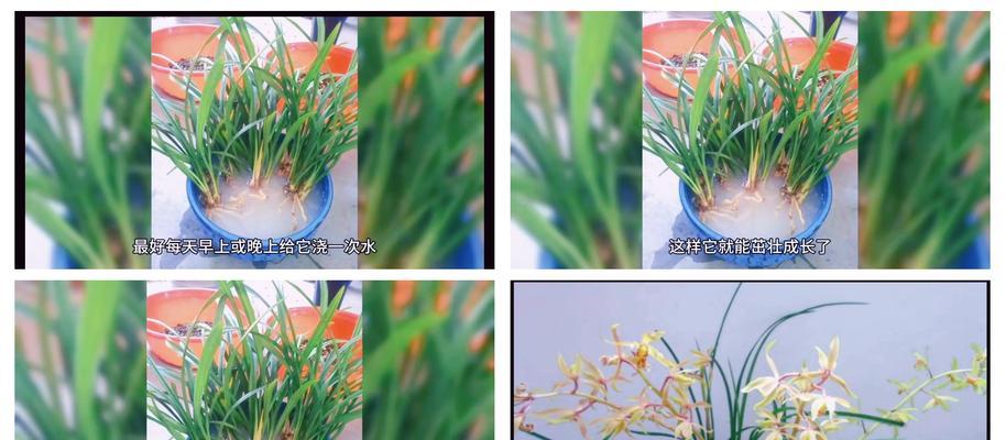 兰花怎么种植方法？初学者指南是什么？