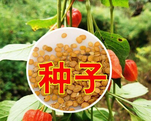 红菇娘怎么种植方法？从播种到收获的完整步骤是什么？