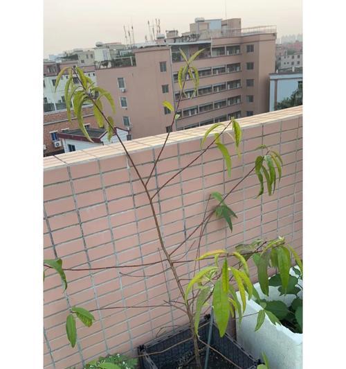 六月桃核种植方法是什么？如何确保高成活率？