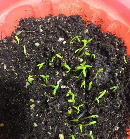 满天星催芽方法是什么？需要多长时间才能发芽？