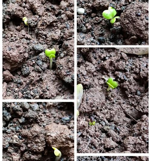 满天星催芽方法是什么？需要多长时间才能发芽？