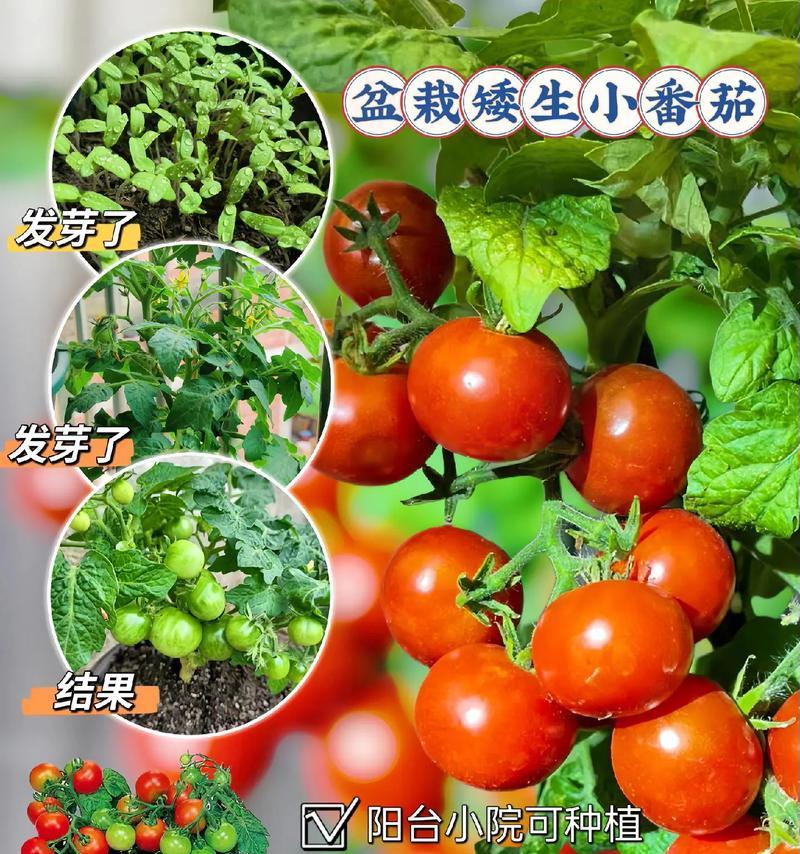 迷你番茄种植方法是什么？如何正确种植迷你番茄？