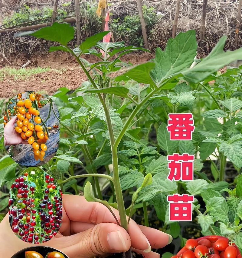 迷你番茄种植方法是什么？如何正确种植迷你番茄？
