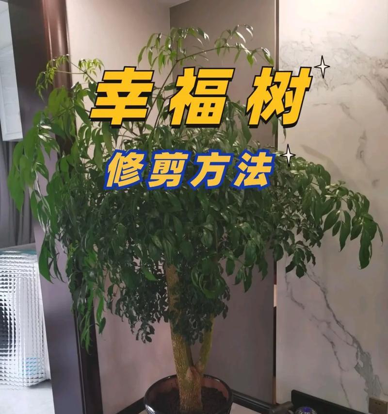 核桃稠密枝条修剪方法？修剪后如何促进生长？
