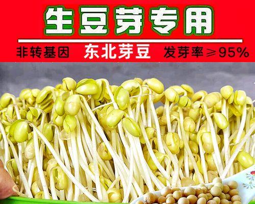 黄豆种子在家催芽方法？需要多长时间？