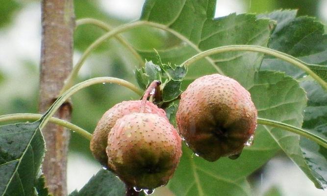 山楂催芽发芽方法是什么？需要多长时间才能看到效果？