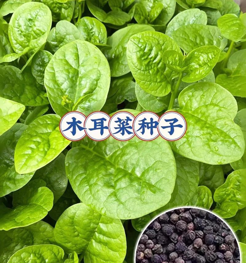 目耳菜怎么种植方法？种植过程中需要注意哪些问题？
